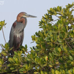 Héron goliath, Sine Saloum