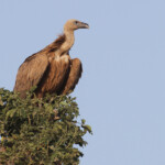 Vautour fauve, Sine Saloum