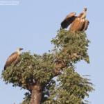 Vautour africain et Vautour fauve, Sine Saloum