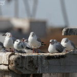 Mouettes à tête grise, Djiffer, Sine Saloum