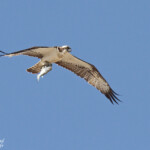 Balbuzard pêcheur, Sine Saloum