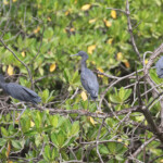 Aigrettes ardoisées, Sine Saloum