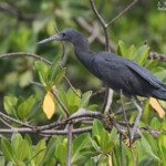 Aigrette ardoisée, Sine Saloum
