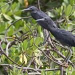 Aigrettes ardoisées, Sine Saloum