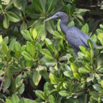 Aigrette ardoisée, Sine Saloum