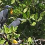 Aigrettes ardoisées, Sine Saloum