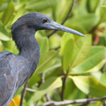 Aigrette ardoisée, Sine Saloum