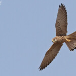 Faucon crécerellette, Sine Saloum, Sénégal 2015