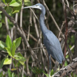 Aigrette des récifs, Sine Saloum