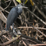 Aigrette des récifs, Sine Saloum