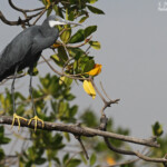 Aigrette des récifs, Sine Saloum