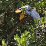 Aigrette des récifs, Sine Saloum