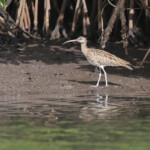 Courlis corlieu, Sine Saloum