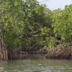Mangroves du Sine Saloum