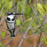 Alcyon pie, Sine Saloum