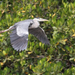 Héron cendré, Sine Saloum