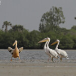 Pélicans blancs, Sine Saloum