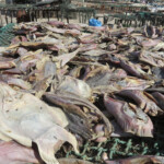 Djiffer, Sine Saloum