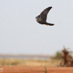 Faucon ardoisé, Sine Saloum, Sénégal 2015