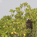 Balbuzard pêcheur, Sine Saloum