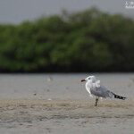 Goéland d'Audouin, Sine Saloum