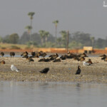 Dendrocygnes veufs, Sine Saloum