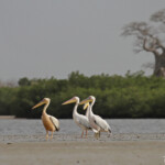 Pélicans blancs, Sine Saloum