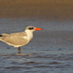 Sterne caspienne, Sine Saloum