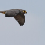 Faucon ardoisé, Sine Saloum, Sénégal 2015