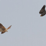 Faucon crécerellette et Faucon ardoisé, Sine Saloum, Sénégal 2015