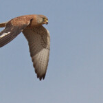 Faucon crécerellette, mâle immature, Sine Saloum, Sénégal 2015