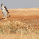 Faucon crécerellette, Sine Saloum, Sénégal 2015