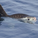 Poisson lune au large de Sanary