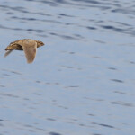 Caille des blés au large de Sanary