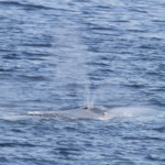 Rorqual commun Poisson lune