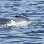 Rorqual commun au large de Sanary