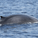 Rorqual commun au large de Sanary