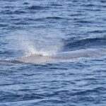 Rorqual commun au large de Sanary