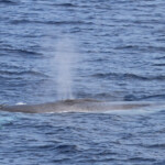 Rorqual commun au large de Sanary