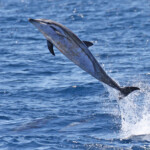 Dauphin bleu et blanc au large de Sanary