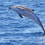 Dauphin bleu et blanc au large de Sanary