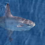 Poisson lune au large de Sanary