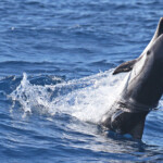 Dauphin bleu et blanc au large de Sanary