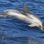 Dauphin bleu et blanc au large de Sanary