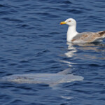 Poisson lune au large de Sanary