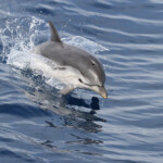 Dauphin bleu et blanc au large de Sanary
