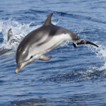 Dauphin bleu et blanc au large de Sanary