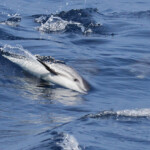 Dauphin bleu et blanc au large de Sanary