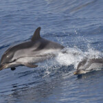 Dauphin bleu et blanc au large de Sanary