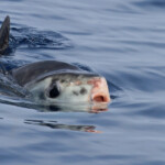 Poisson lune au large de Sanary